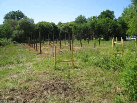 les pilotis en place sur le terrain