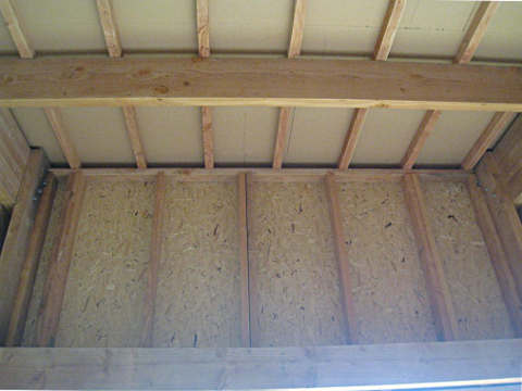 gros plan sur une muraillère