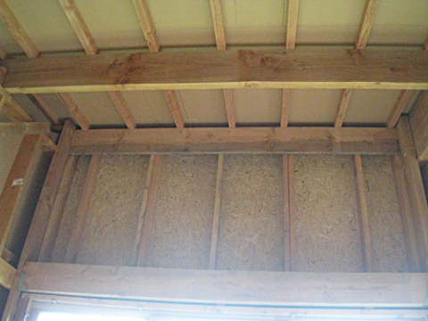 gros plan sur une muraillère