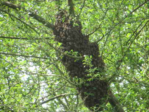 HOME RC 20160506A PG04 05944 x