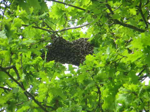 HOME RC 20160506B PG04 05956 x