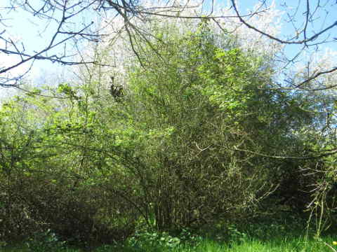 HOME RC 20180417 PG04 07362B x