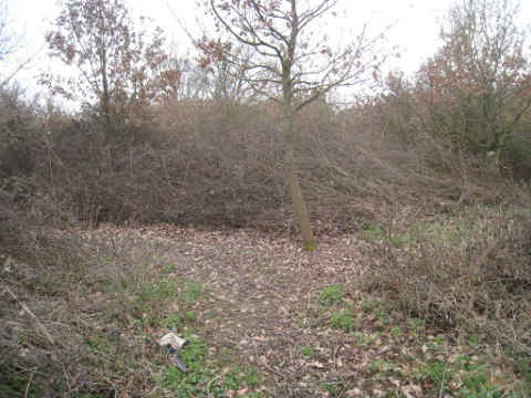 sentier gagné sur les ronciers