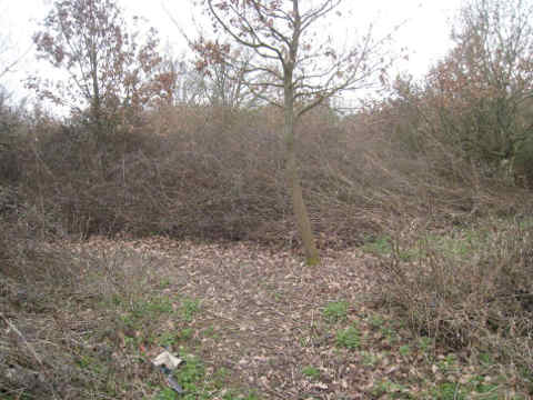 sentier gagné sur les ronciers
