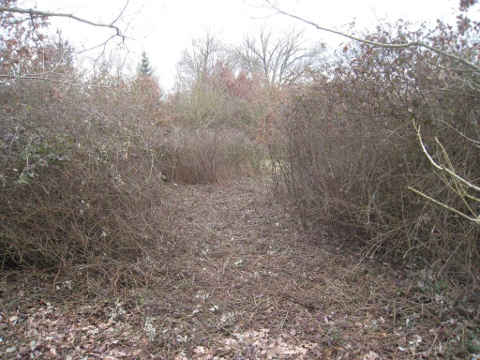 sentier gagné sur les ronciers