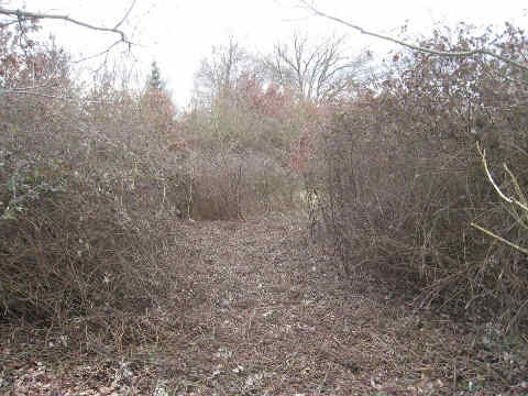 sentier gagné sur les ronciers