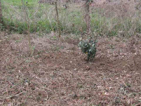 plantation d'arbustes