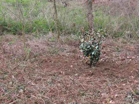 plantation d'arbustes