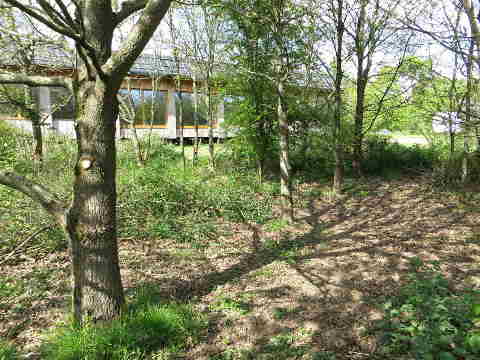 sentier gagné sur les ronciers avec la maison en arrière plan